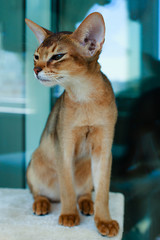 The Abyssinian red cat , portrait