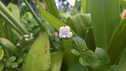 small orchid of the valley