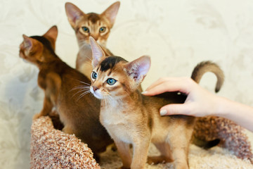 Fototapeta na wymiar Abyssinian kittens play funny