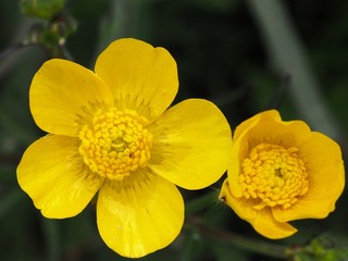 Yellow buttercup flowers close up