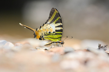 Fototapeta premium beautiful butterfly eating mineral on ground