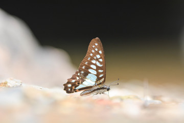 beautiful butterfly eating mineral on ground