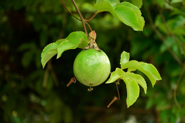  Green Passion Fruit Hanging 