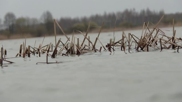 Last year's dried grass under water as a result of rapid melting of snow. Dry reed sticks out of the water.