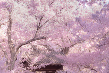 Cherry Blossoms at Takato Castle Ruins Park, Ina city, Nagano prefecture, Japan