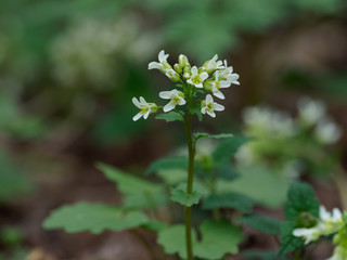 早春の森に咲くセントウソウ