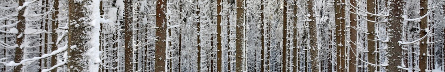 panorama with the stems of trees in winter forest