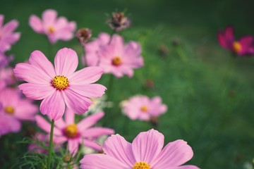 Fototapeta na wymiar Beautiful pink cosmos flower blooming in backyard garden