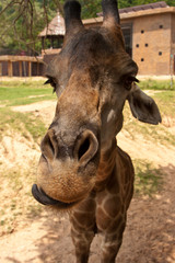 Closeup giraffe looking in camera