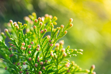Green branches on a conifer tree in spring