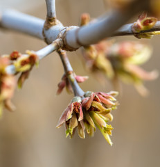 Opened bud on a tree branch