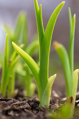 Obraz premium Grassy plant wakes up in spring from the ground