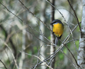 Eastern Yellow Robin on Tree branch
