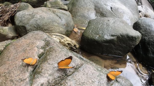 orange butterfly on rock at waterfall.