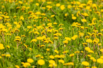 Yellow dandelion flowers on green grass as background