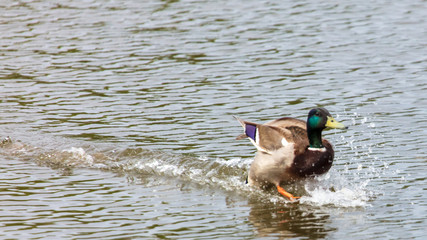 The duck lands on the surface of the water in the pond