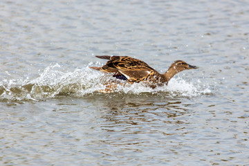 The duck lands on the surface of the water in the pond
