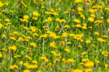 Yellow dandelion flowers on green grass as background