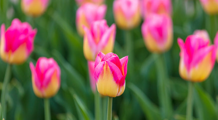 Decorative roses grow in the soil in nature