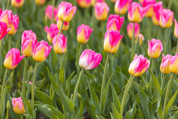 Decorative roses grow in the soil in nature
