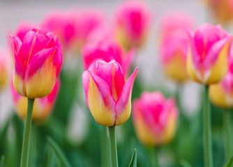 Obraz premium Decorative roses grow in the soil in nature