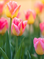 Fototapeta premium Decorative roses grow in the soil in nature