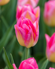 Decorative roses grow in the soil in nature