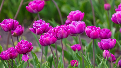 Decorative roses grow in the soil in nature