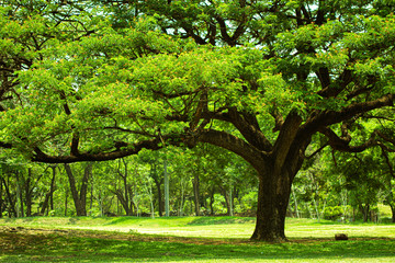 Fototapeta na wymiar A large tree that has many branches that are green and shady and cool
