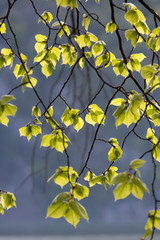 Beautiful Hanging Branches and leaves over Lake Shore