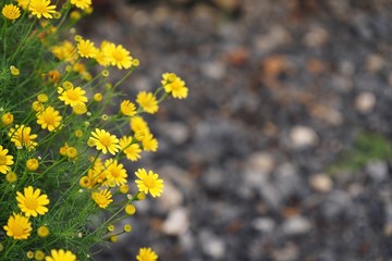 Wildflower yellow daisy planting texture background, backdrop concept