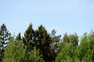 Crowns of trees against a blue sky on a clear day