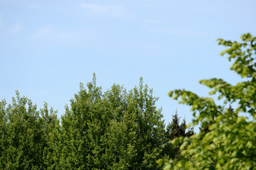 Crowns of trees against a blue sky on a clear day