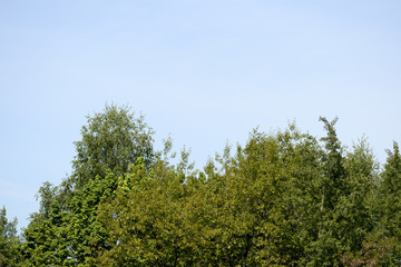 Crowns of trees against a blue sky on a clear day