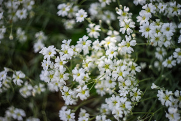 Daisy in a meadow