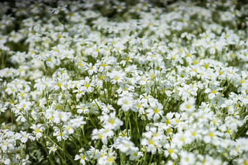 Daisy in a meadow