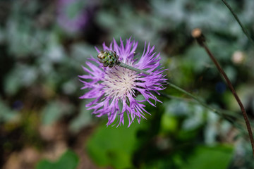 Beautiful blue flowers