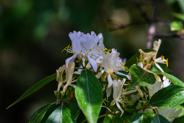 Lonicera caprifolium flowers