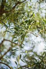 Olive tree branches on blue sky
