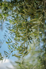 Olive tree branches on blue sky