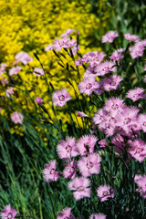 Beautiful colorful carnation