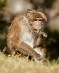 Monkey In Wild Eats Leaf For Food Source