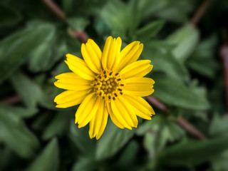 Top view of green grass and dandelion flowers background 01