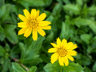 Top view of green grass and dandelion flowers background 02