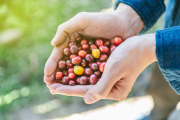 Hand picked ripe red and yellow Arabica Coffee Berries in hands in the Akha village of Maejantai on the hill in Chiang Mai, Thailand.