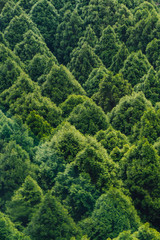 Pine trees in triangle shapes pattern that view from Gondola lifts over mountain in the area of Sun Moon Lake Ropeway in Yuchi Township, Nantou County, Taiwan.
