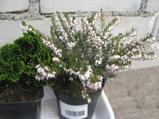 Flowering stupid cypress, Nana Gracilis, decorative