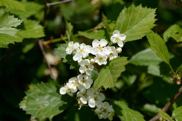 Blooming hawthorn in the forest on a sunny day close up