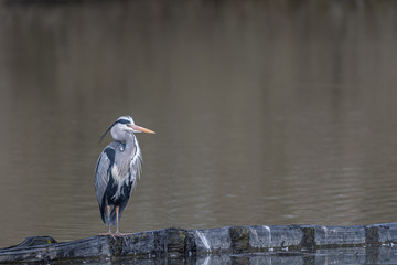 Grey Heron standing on the bund Ifield Mill Pond