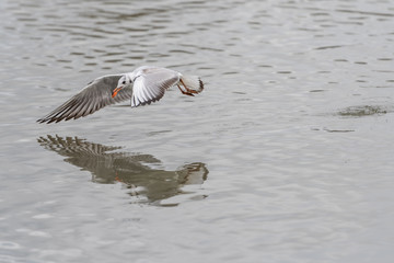 Black headed gull with carrot top